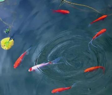 天生官迷心窍的生肖有哪些