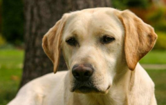 世界上有多少种犬种世界上有多少种犬种