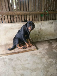 训练狗狗装死教柯基装死