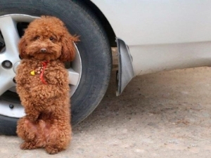 顶级血红鬃狮鬃狮蜥配出超白