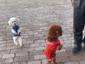 狗狗爱吃草是为何？狗狗吃草