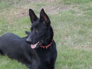 冬天室内温度多少适合给狗狗洗澡