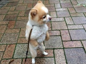 狗狗感冒的七大症状，狗感冒了症状有那些