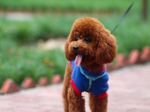 泰迪狗多久就会忘记主人泰迪为什么要剪断尾巴