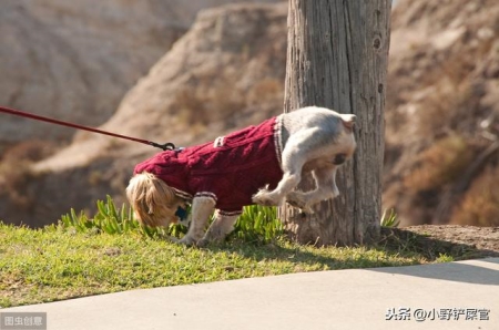 买猫要注意什么？风水禁忌买猫需要注意哪些问题