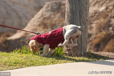 经常被责骂的狗狗经常被责骂的狗狗怎么办？