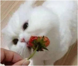 狗感冒吃什么药？狗狗呼哧呼哧的像哮喘