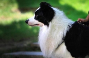 蜥蜴的天敌科莫多巨蜥天敌是谁