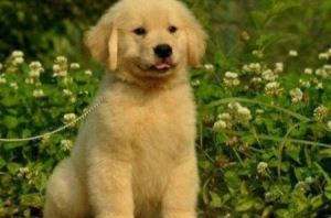 狗狗究竟有没有时间的概念