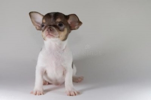 狗狗流鼻涕不吃东西解决办法？