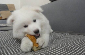 我家的仓鼠睡觉时为什么一直抖