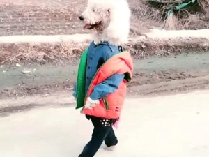 金毛的颜色为什么不一样哪种颜色的金毛犬品种最纯