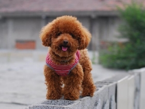 东北有蝙蝠从来没见过蝙蝠在东北土话叫啥