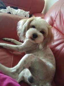 橙红鬃狮蜥选养鬃狮蜥后悔了