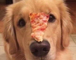 萨摩耶犬呕吐解决办法？萨摩耶犬吃得太多会出现呕吐的症状