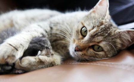 哈尔滨猫脸老太太事件真相 老太太借猫气诈尸专吃小孩