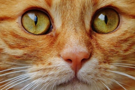 1995年哈尔滨猫脸老太太事件真相