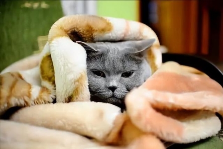 中世纪屠杀猫的事件真相 猫是女巫同类还是其他