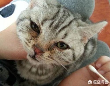 成都春节宠物寄养价格成都春节宠物寄养价格表