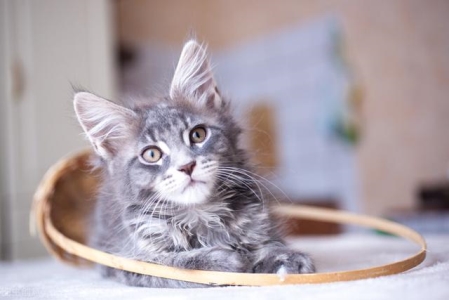 养一只布偶猫的体验，做梦梦见养了一只布偶猫