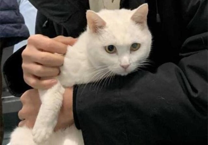 小猫烂嘴唇解决办法？