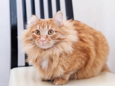 猫咪洗澡后可能会感冒，幸免和处理