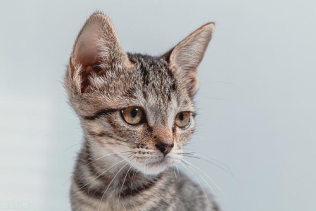 锦鲤有哪些品种锦鲤26个品种