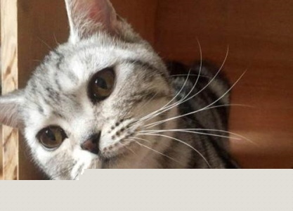 狗狗能不能吃烤串这种大油大盐的食物