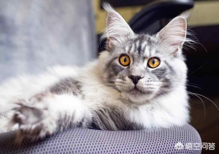 怎样喂小狗吃饭狗狗用餐顺序的训练方法