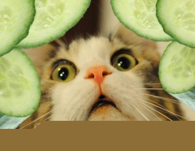 蚯蚓蜥蜴蛇鳄鱼海龟不同类鳄鱼和蜥蜴