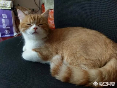 世界上最古老的长毛猫？土耳其安哥拉猫起源