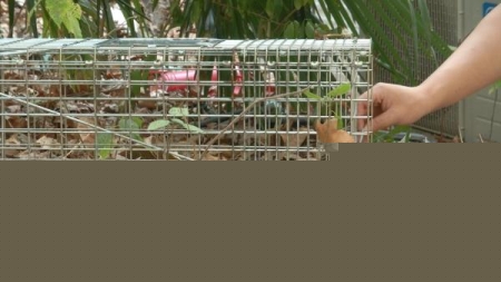 金鱼黑色养几条最吉利养黑色金鱼有啥说法