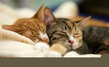 猫咪做绝育是把蛋蛋割掉吗？