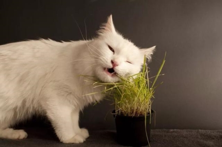 狗狗在家尿尿，都是这几个原因导致的，你还