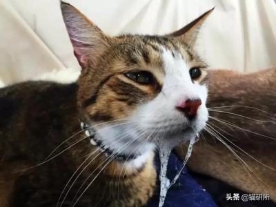 龙猫是一只老鼠吗？猫和老鼠龙繺