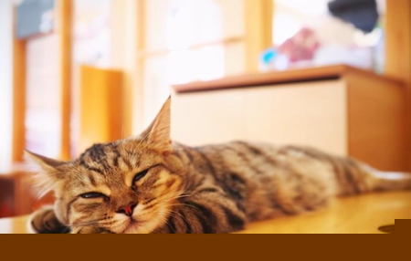 南非诞生双脸小猫？生命力顽强？主人轮流给