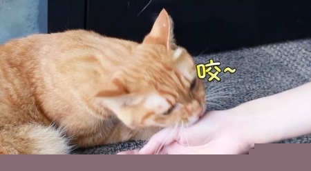 全球最难租到熊猫的国家