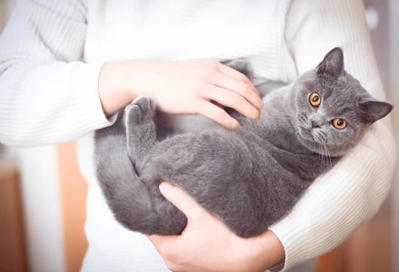 爱它，就给它找个伴：狗狗发情要注意什么