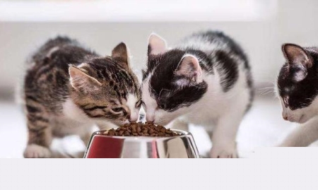 兔子不能吃包菜