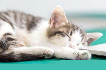 矮脚猫胸腔狭窄的表现有那些