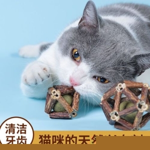 故宫有哪些御猫发现北京不一样的美