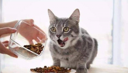 初养猫养什么品种好最适合家养的猫排名