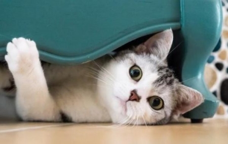 红鳝鱼是蛟龙蛟龙