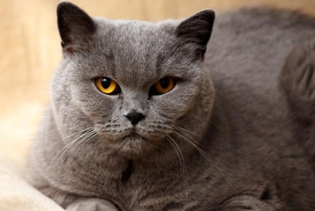 美短母七个月体重标准是多少七个月美短母猫