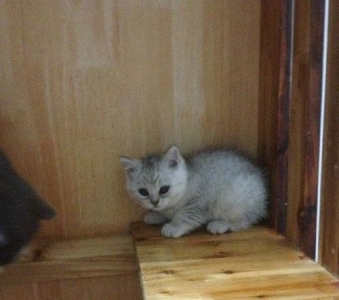 辨别雌雄兔子兔子辨别雌雄