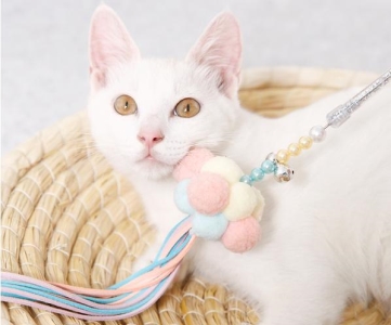 猫后背红色疙瘩解决办法？后背起红色的疙瘩