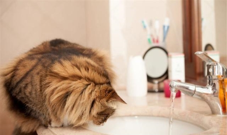 什么猫最凶猛排名第一的是谁