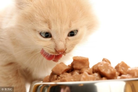 狗狗居然不愿意出门散步狗狗会讨厌走路，主