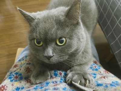 白金龙凤锦鲤对比蝴蝶锦鲤蝴蝶鲤多大才能变石膏白