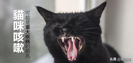 小熊猫:喜欢吃竹子的红熊猫原产自我国云南地区